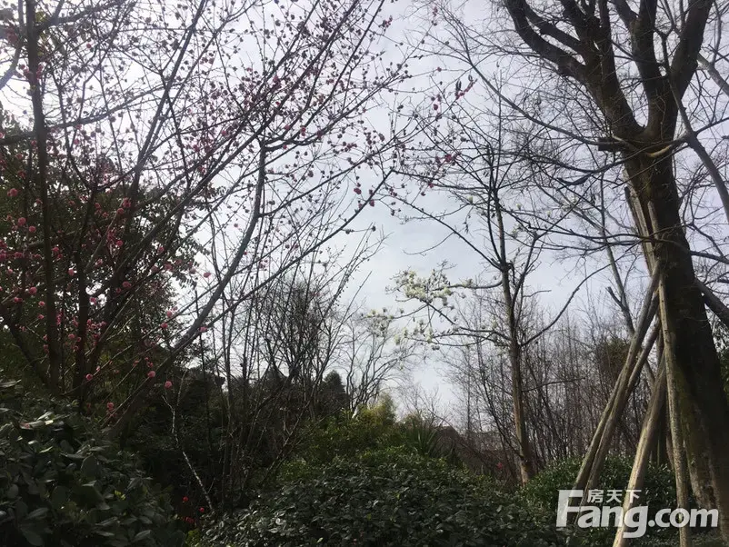 关于华人中生活中低峯时期,守望的信息 关于华人中生活中低峯时期,守望的信息